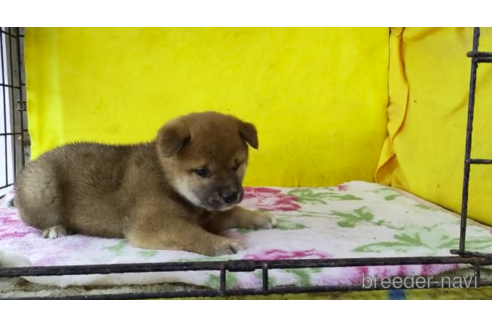 成約済の埼玉県の柴犬-176656の2枚目